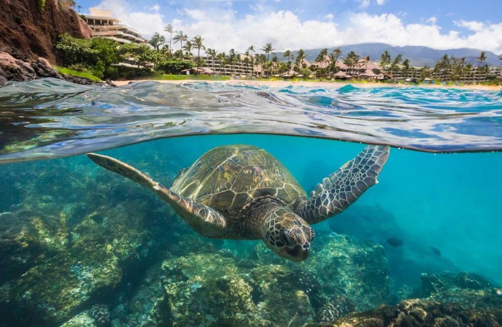 Noahs Hideaway Luxury B&B Lahaina Esterno foto